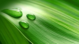 environment